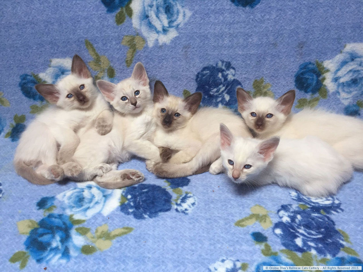 Orobie Diva's - Cucciolata 7 di Diva e Fiero