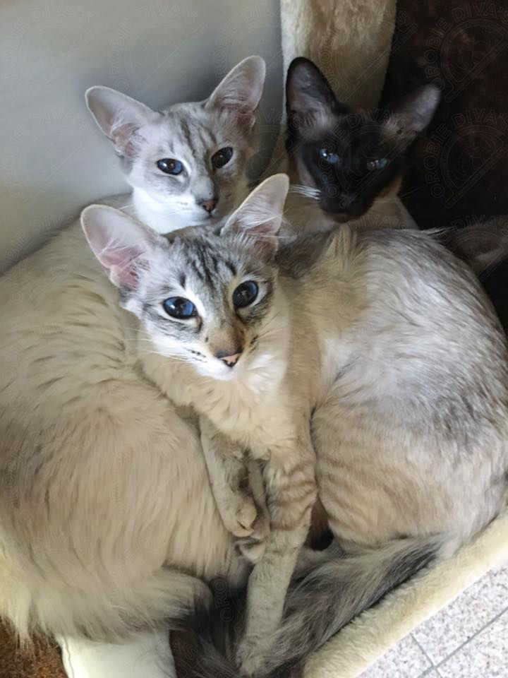 Diva - Stella - Nina